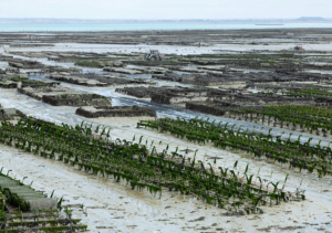 Seaweed Farming catalyses Socio-Economic Empowerment among fisherwomen in Karaikal: Pilot Mariculture venture forges novel revenue streams under the Blue Economy